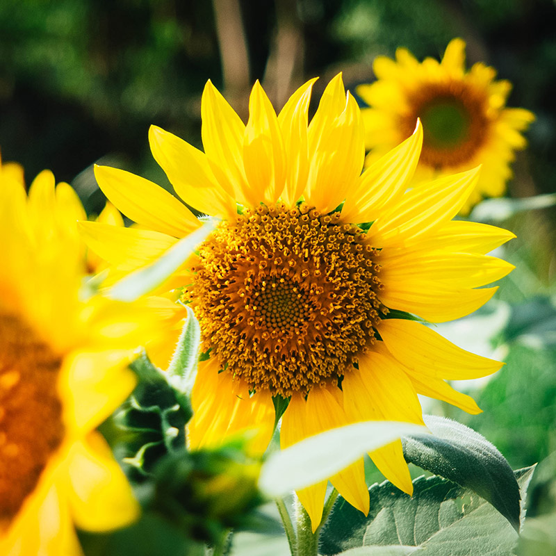 Best Improve Overall Health with Pure Sunflower Lecithin manufacturers